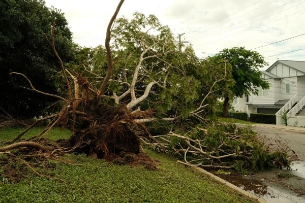 Emergency Tree Service Service Image
