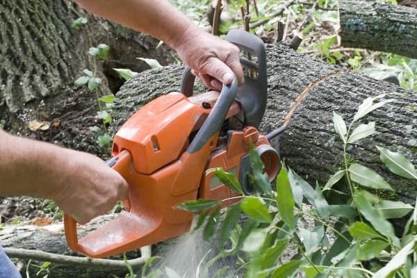 Tree Care Services