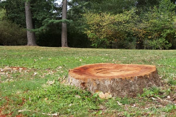 Stump Grinding Service Image