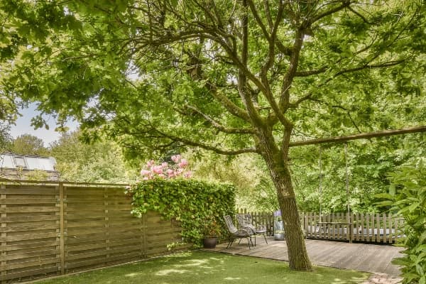 Tree Health Consultations Service Image