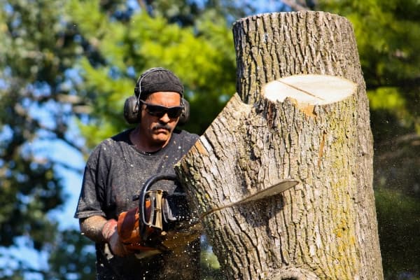 Tree Removal Service Image