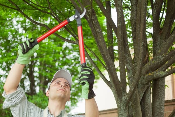 Tree Trimming Service Image